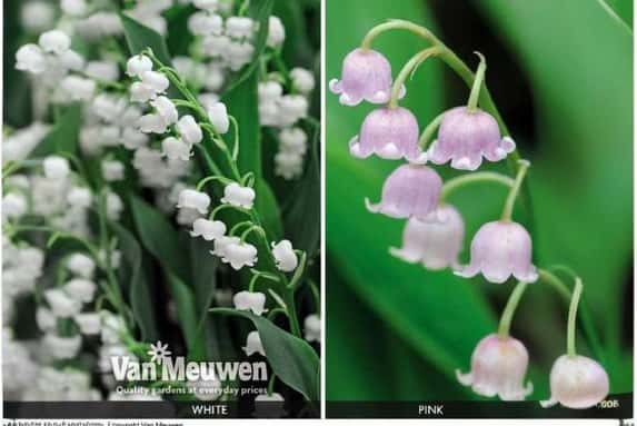 Lily-of-th1733156772095