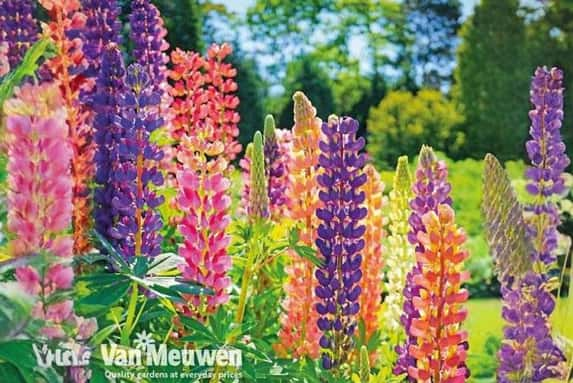 lupin-russ1734436013299