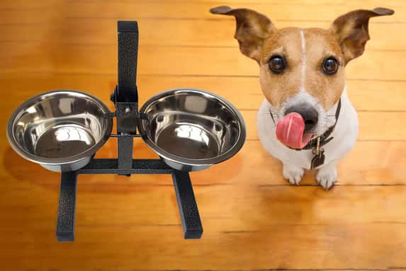 Stainless-Steel-Double-Pet-Bowl-With-Stand-1