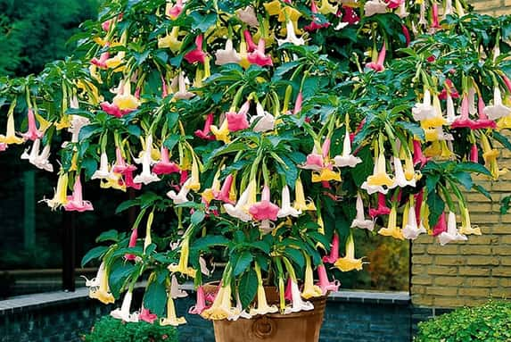 IRELAND-Brugmansia-'Angel's-Trumpet'---mix-of-3-1