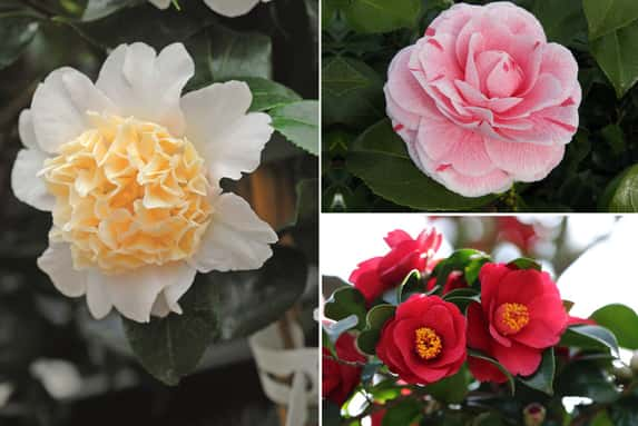 Camellia Collection montage - Pink Bonomiana - Brushfields Yellow - Dr King Red