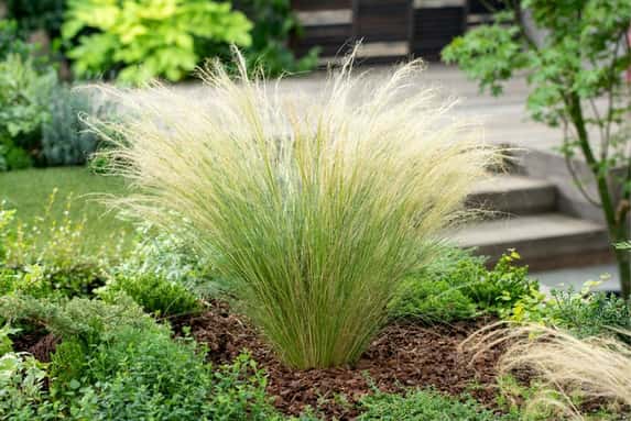 Ornamental-grasses-package-1