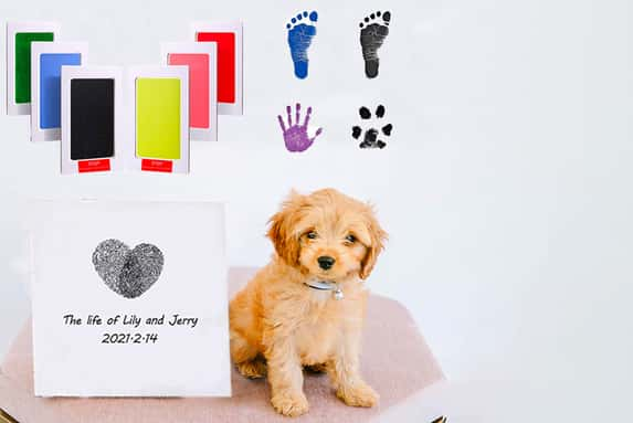 Pet-PawPrint-Kit-1