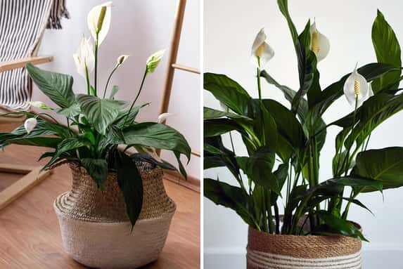 upto-3-Peace-Lily-Houseplants-1