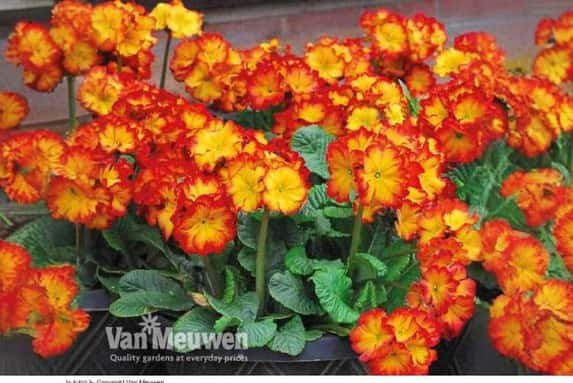 Polyanthus1692173328567