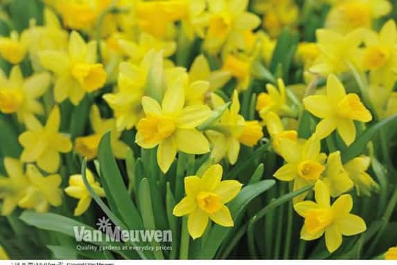 daffs-2.jp1692705710095