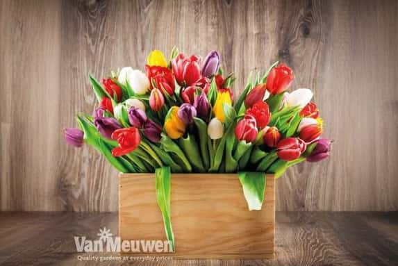 tulip-triu1694508205473