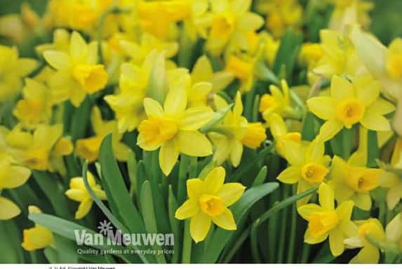 daffs-2.jp1698762959494