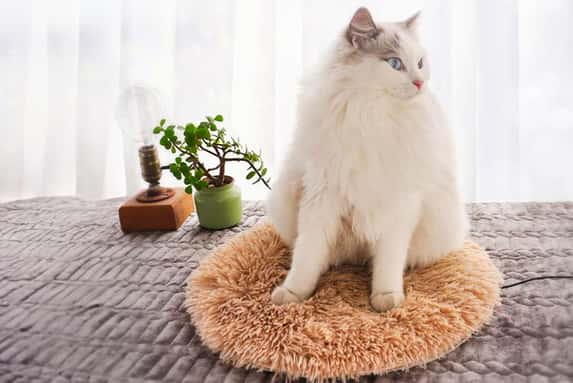 2in1-Rug-&-Pet-Heating-Pad-1