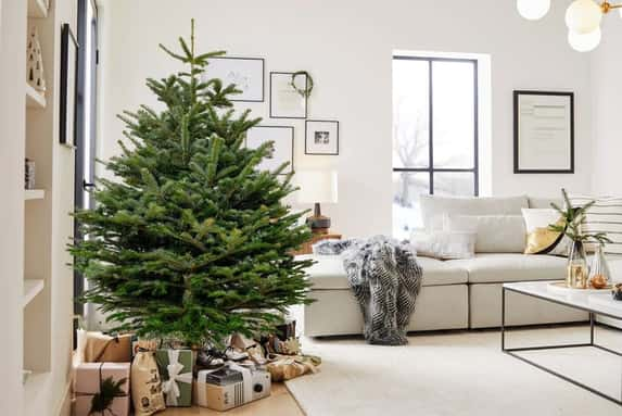 Fresh-Cut-Christmas-Tree-1