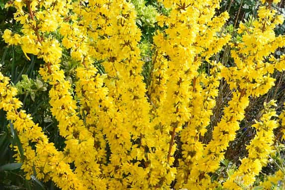 32384276-Forsythia-Mikador-8cm-Pot-1