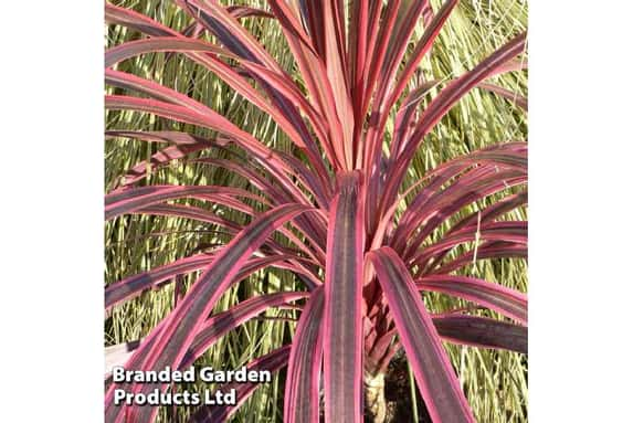 CORDYLINE-1715873694879