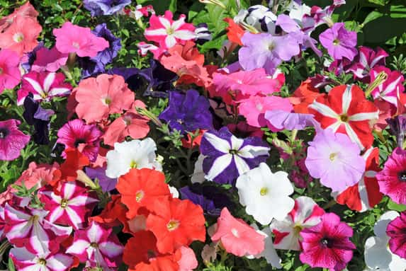 Petunia Frenzy Mixed 1