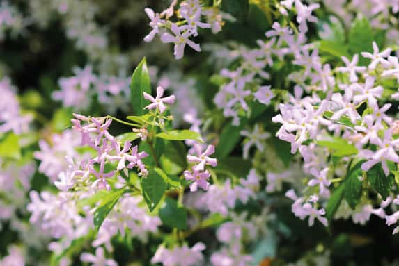 Trachelospermum Pink Showers 1