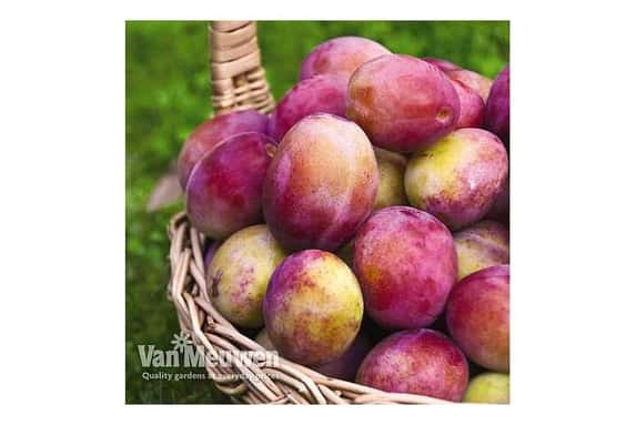 PLUM-V15401721745220217