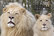 White lion and cub with logo