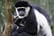 colobus