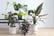 Indoor Plant Care Online Course 