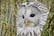 Shropshire Owl Experience