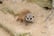 A baby Meerkat in an enclosure