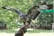 Stockley Birds of Prey Voucher - Cheshire