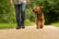 A CPD certified dog walking course for one person from International Open Academy (was £99) OR redeem towards another available deal.