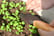 3pcs-Mini-Gardening-Tools-Shovel-Rake-5