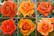 Orange-Potted-Garden-Rose-x-1,-2-and-4-3