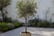 Set-Of-2-XL-Olive-Trees-1