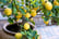 Set-Of-4-Mediterranean-Fruittrees-4