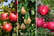 3-x-Sweet-Pillar-Fruit-Trees-1