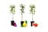 3-x-Sweet-Pillar-Fruit-Trees-2