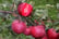 3-x-Sweet-Pillar-Fruit-Trees-4