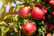 feed_opt_google_3-x-Sweet-Pillar-Fruit-Trees-5