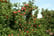 feed_opt_google_