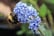 Ceanothus-thyrsiflorus-2