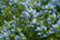 Ceanothus-thyrsiflorus-4