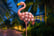 FLAMINGO-1