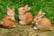 Rabbit-Family-Garden-Ornament-2