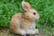 Rabbit-Family-Garden-Ornament-4