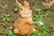 Rabbit-Family-Garden-Ornament-5