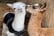 Alpaca Walking Experience For 1, 2 or 4 – Warrington