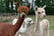 Alpaca Walking Experience For 1, 2 or 4 – Warrington