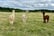 90 Min Alpaca Picnic Experience - Feeding & Petting 