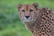 Tickets to Barnham Zoo – Infant, Child, Adult and Concession