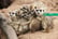 Meerkat Experience For 2 - Weekends or Weekdays Hoo Zoo & Dinosaur World