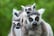 Hoo Zoo Exotic Animal Experience - Meerkats, Lemurs & More!