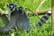 A Lemur and a baby lemur in a grass field