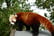 Red panda Encounter & Entry to Cumbria Zoo 