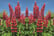 LUPI_MYCASTLE_L33401